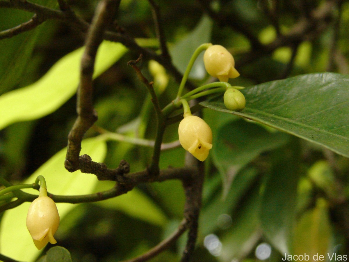 Myristica fragrans Houtt.